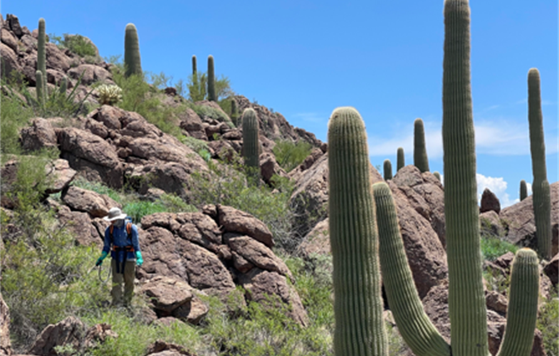 WCS CAF 2021 grant partner, Tucson Audubon Society, is re-establishing saguaros where they will be most resilient to climate change. Credit: Tucson Audubon Society